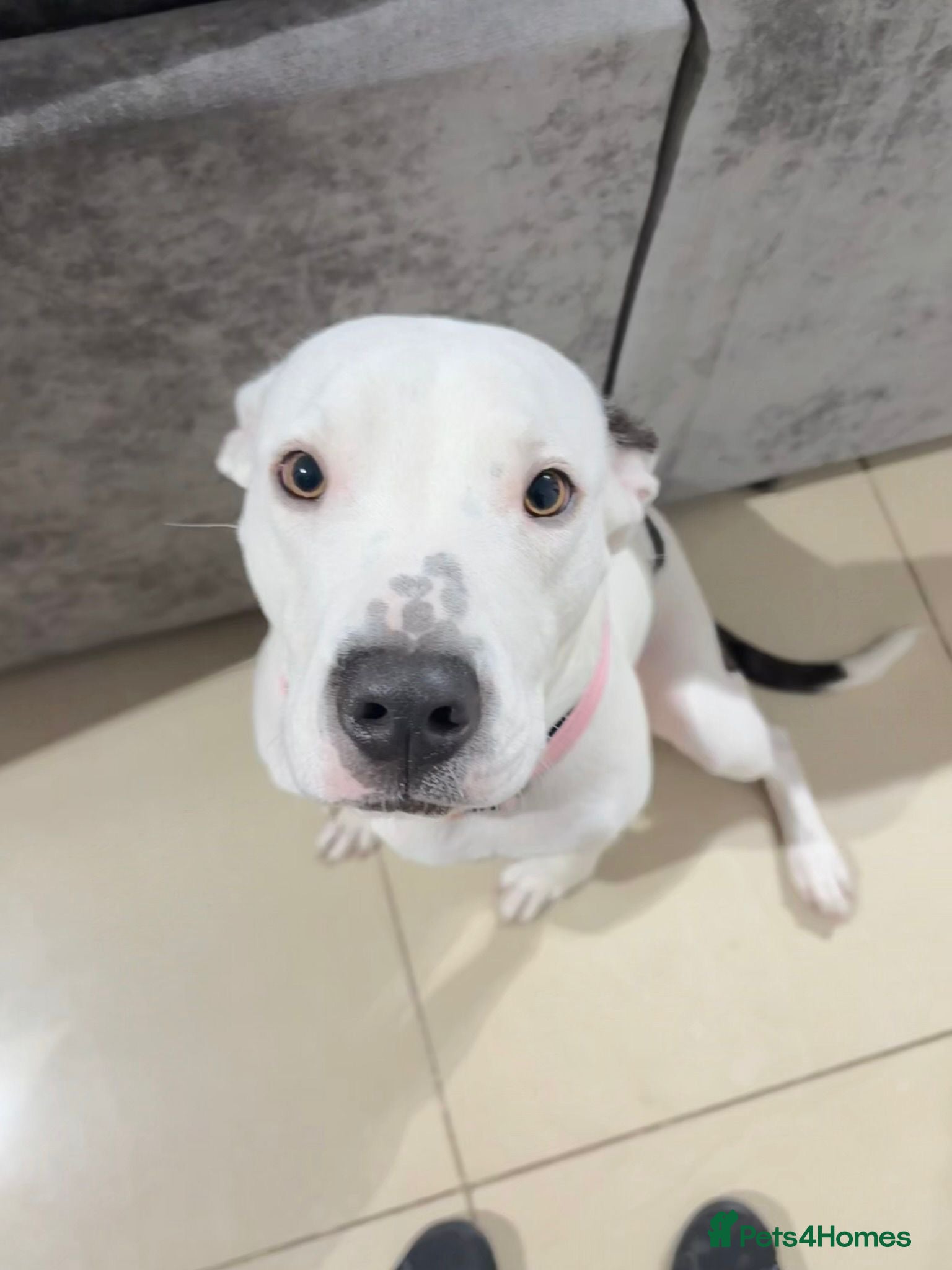 Mixed Breed dogs American Staffordshire terrier mix American Akita - Advert 1