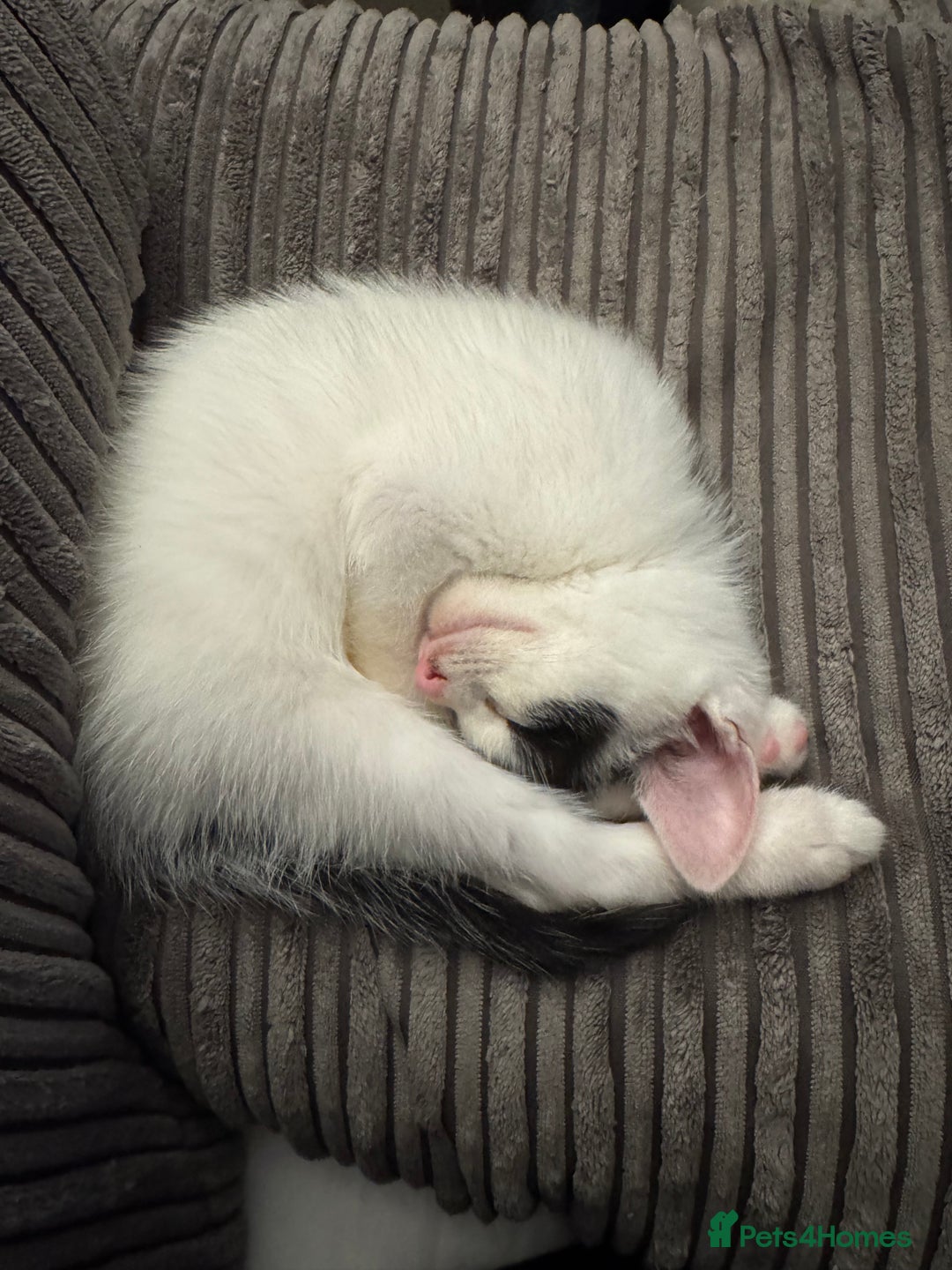 American Shorthair cats for sale: Mr Rhys  - Image 7