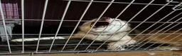 Siberian Husky dogs for sale: Buster - Advert 5
