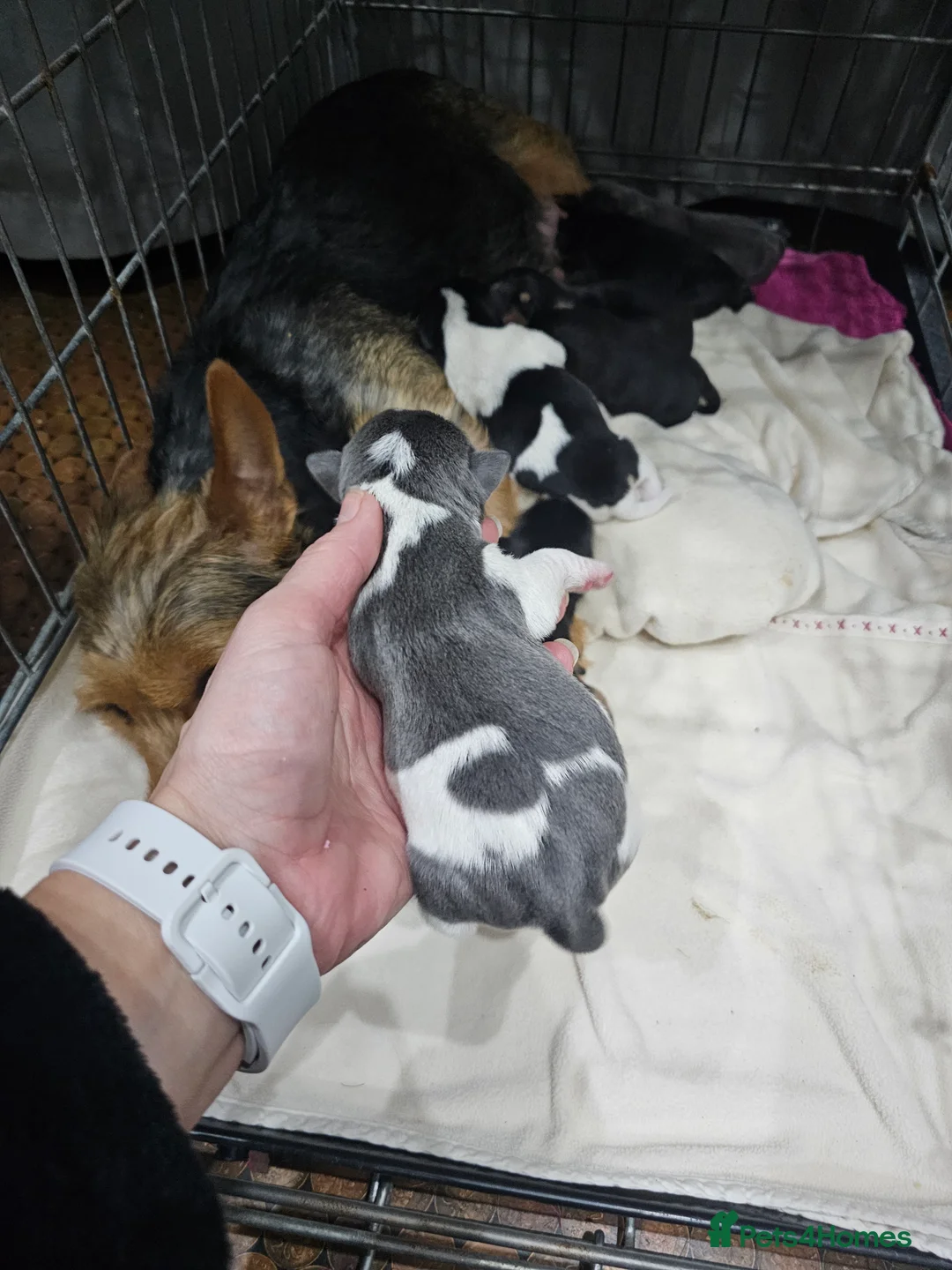 Jack Russell dogs for sale: 7 jack Russell puppies - Advert 6