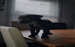 Lurcher dogs for sale: Male Lurcher Pup - Advert 2