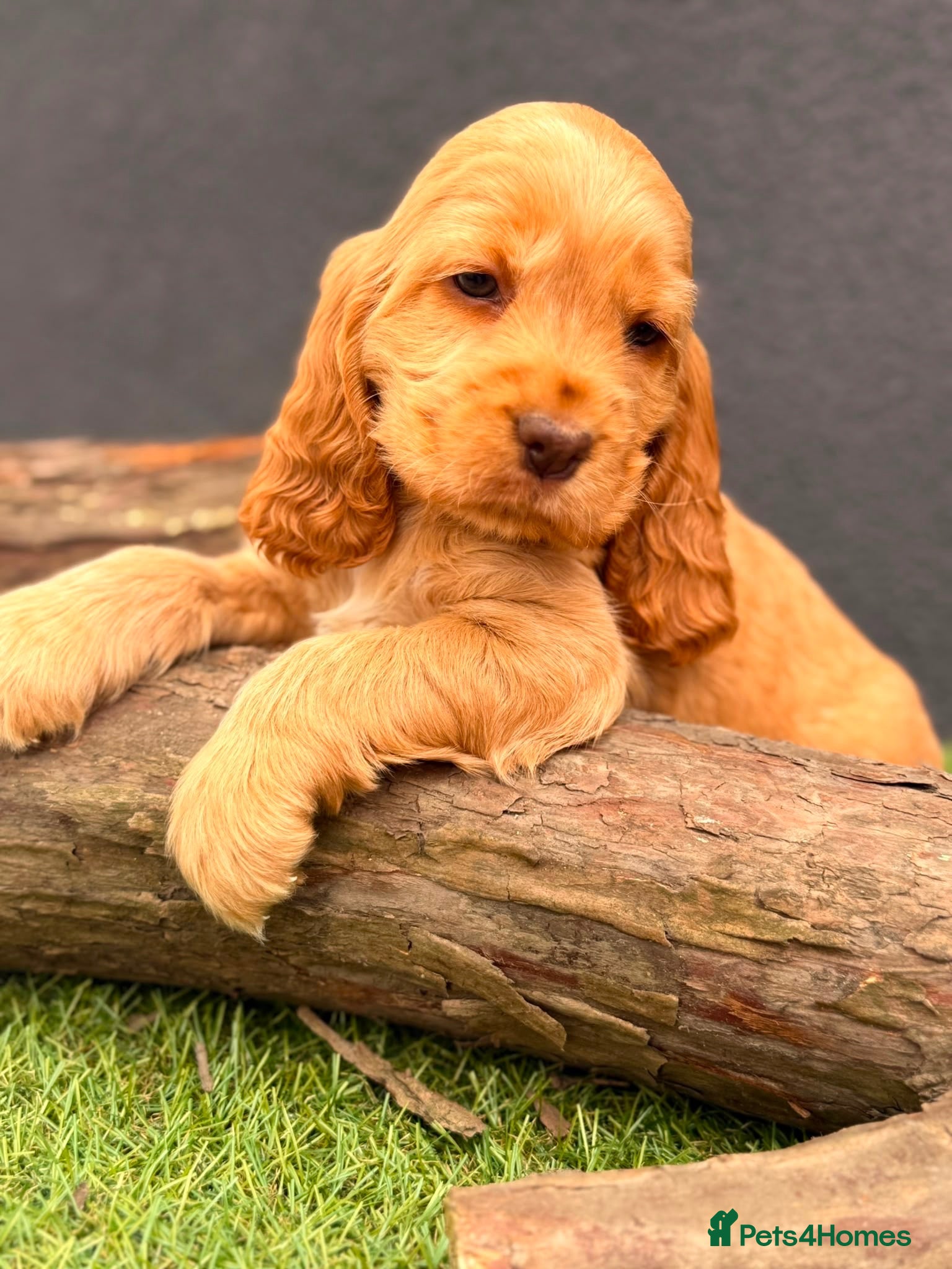 Cocker Spaniel dogs Show type cocker spaniels  - Advert 13