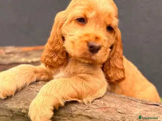 Cocker Spaniel dogs Show type cocker spaniels - Advert 13