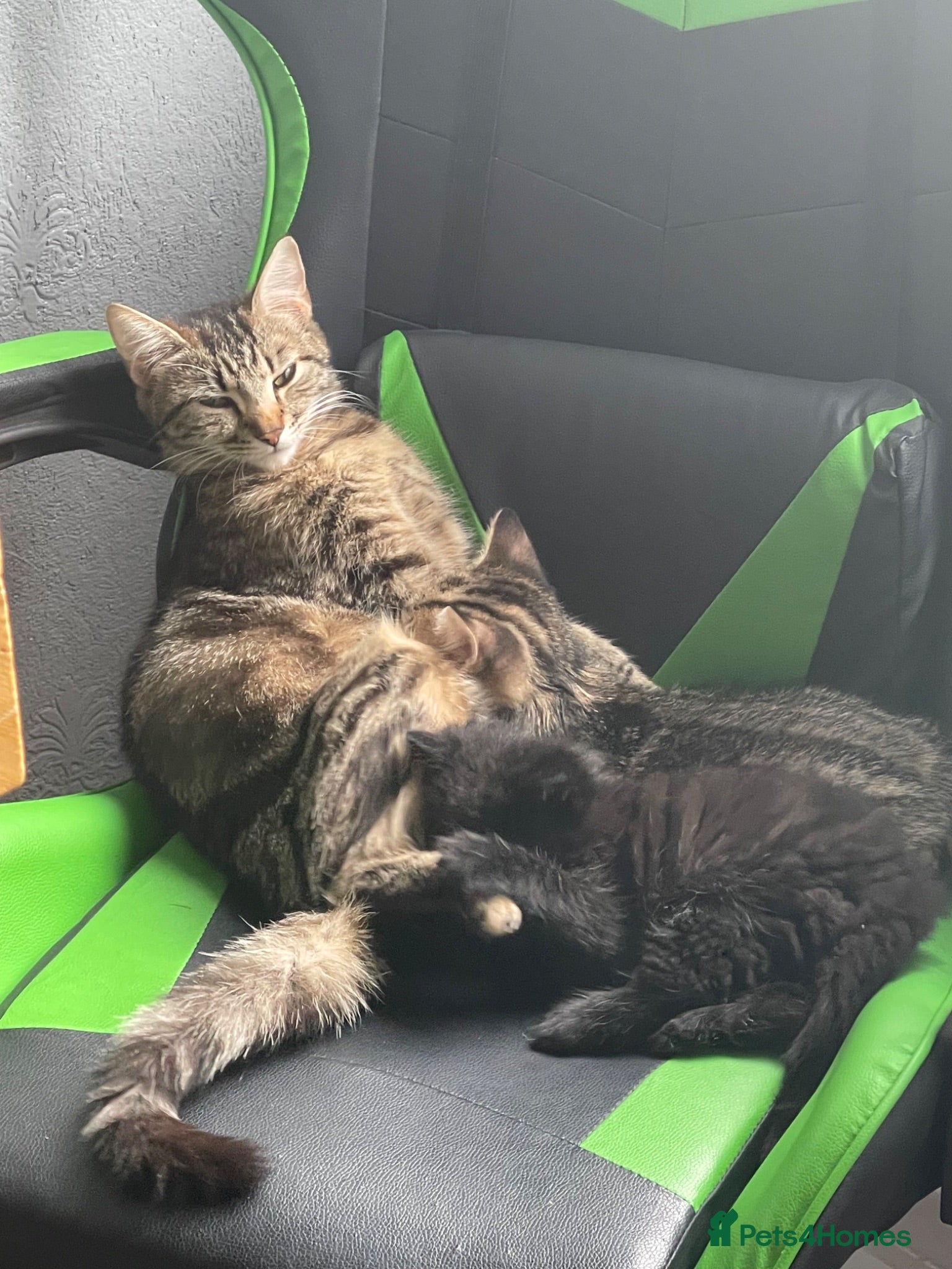 Mixed Breed cats Ready for my forever hime - Advert 5
