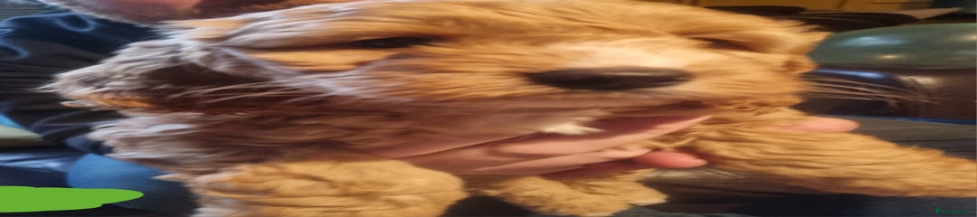 Cockapoo Puppy 5