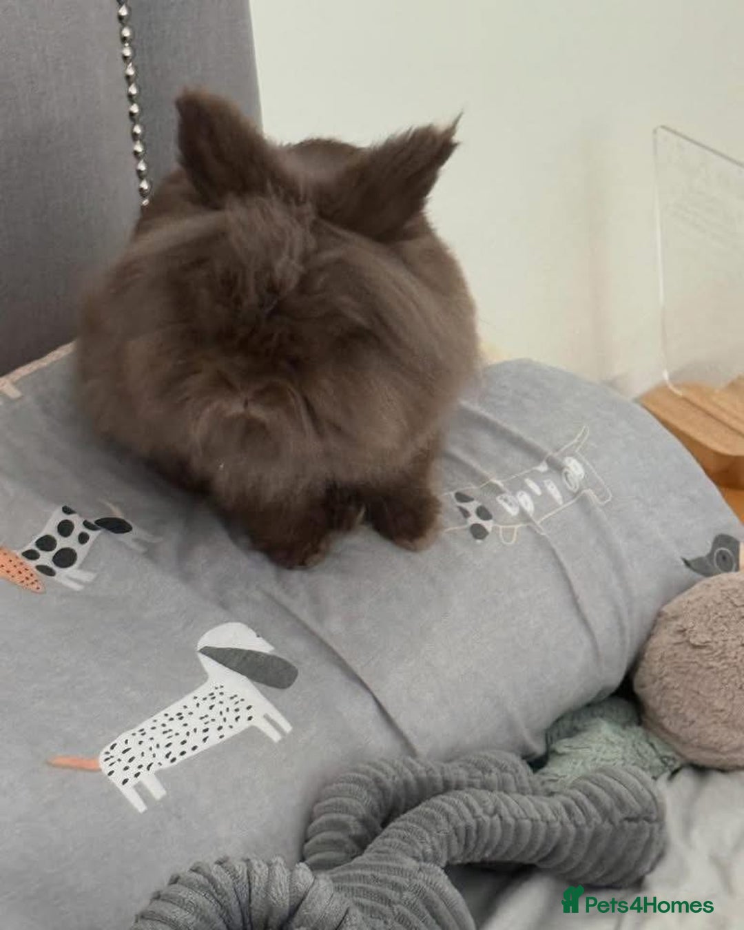 Lionhead rabbits for sale: Hoppy  - Image 2