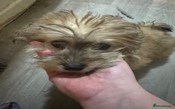 Yochon dogs for sale: Tilly  - Image 2