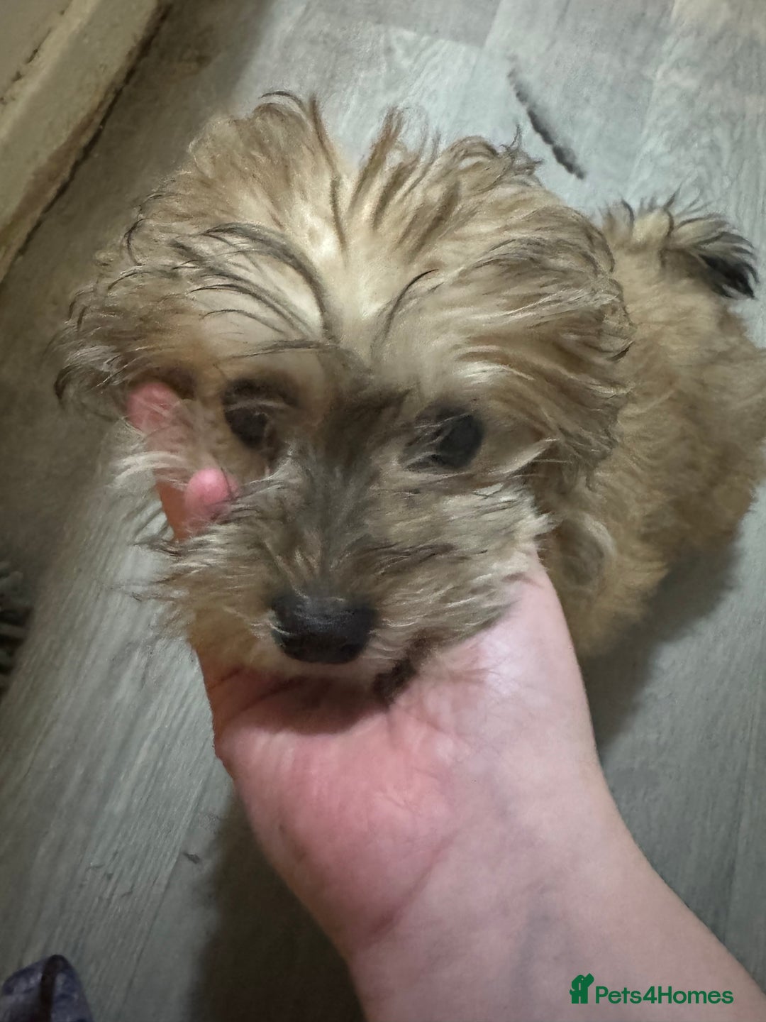 Yochon dogs for sale: Tilly  - Image 2