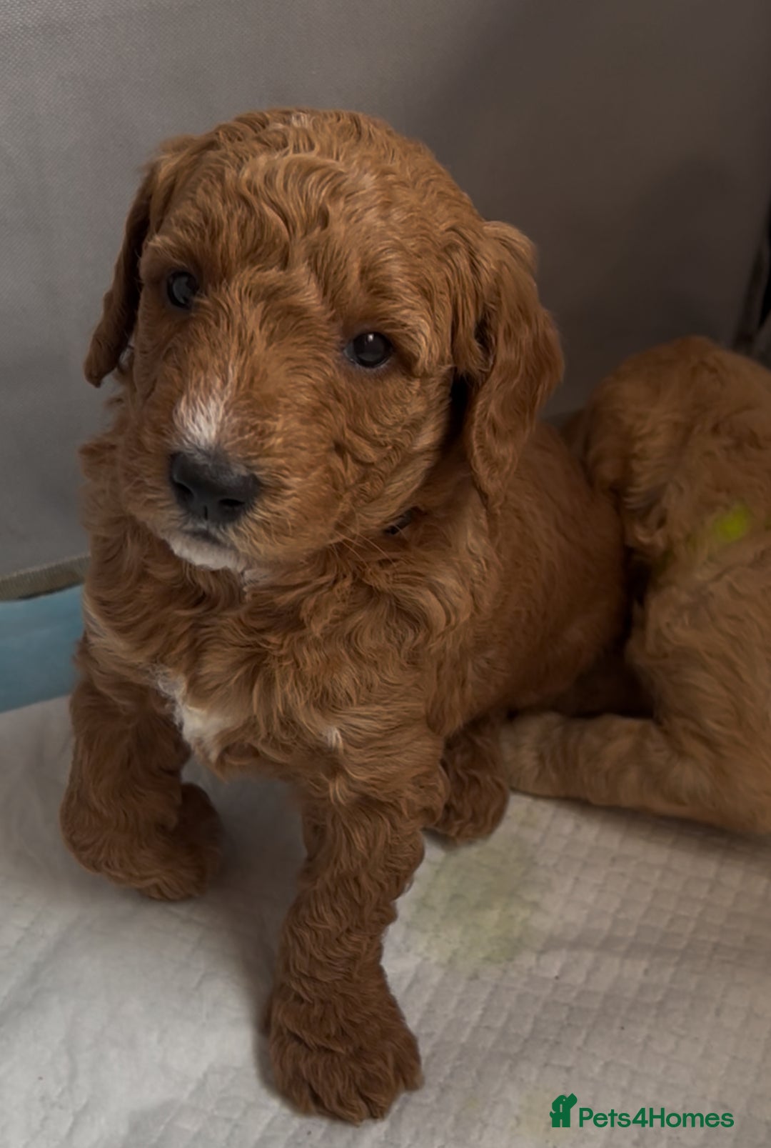 Goldendoodle dogs for sale: One Beautiful girl mini golden doodle available  - Advert 13