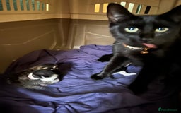 Mixed Breed cats for sale: Cuddly Kittens  - Image 2