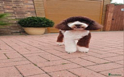 Goldendoodle dogs for stud: FULLY HEALTH TESTED! MOYEN POODLE STUD! in Kettering - Image 27