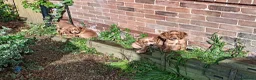 Cocker Spaniel dogs for stud: Working Cocker Spaniel For Stud - Advert 7