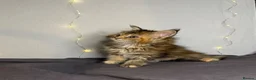 Maine Coon cats for sale: Georgeous Maine Coon kittens  - Advert 7