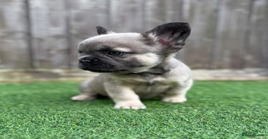 French Bulldog dogs Full fluffy Last boy - ready to leave 💙 - Advert 5