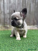 French Bulldog dogs Full fluffy Last boy - ready to leave 💙 - Advert 5