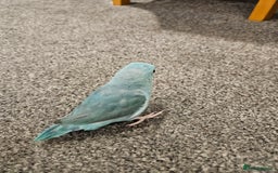 Parrots birds for sale: Female parrotlet - Image 1