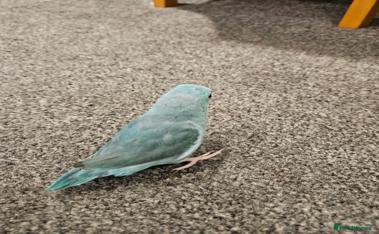 Parrots birds - Advert 1