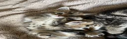 Mixed Breed cats for sale: Tabby/Tortoiseshell/Cross Ragdoll Kittens - Advert 17