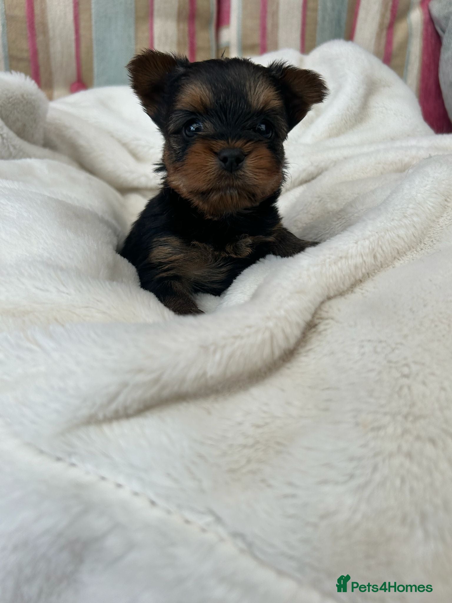 Yorkshire Terrier dogs Beautiful purebred Yorkshire terrier puppies - Advert 12
