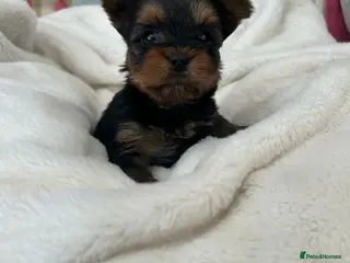 Yorkshire Terrier dogs Beautiful purebred Yorkshire terrier puppies - Advert 12