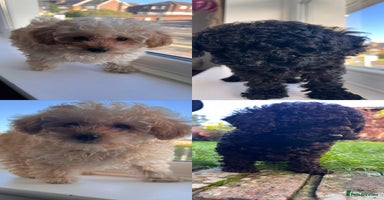 Toy Poodle dogs Toy Poodle (1 boy left to find their home) - Advert 5