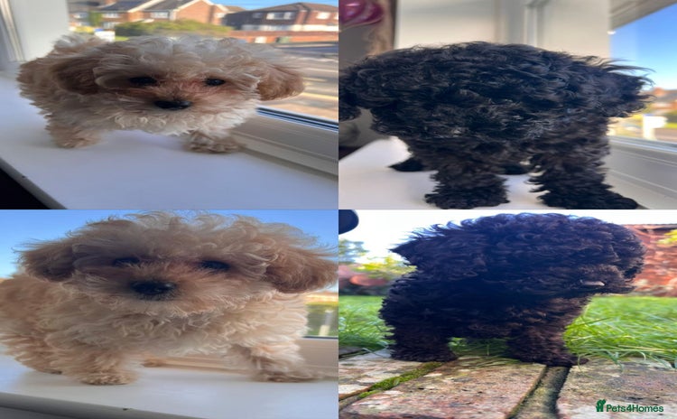 Toy Poodle dogs Toy Poodle (1boy & 1girl left to find their home) - Advert 8