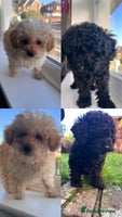 Toy Poodle dogs Toy Poodle (1 boy left to find their home) - Advert 2