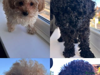 Toy Poodle dogs Toy Poodle (1boy & 1girl left to find their home) - Advert 3