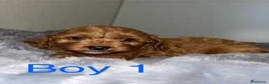 Cavapoo 1