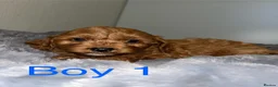 Cavapoo dogs for sale: Beautiful Fox red cavapoo puppies  in Blackpool - Advert 7