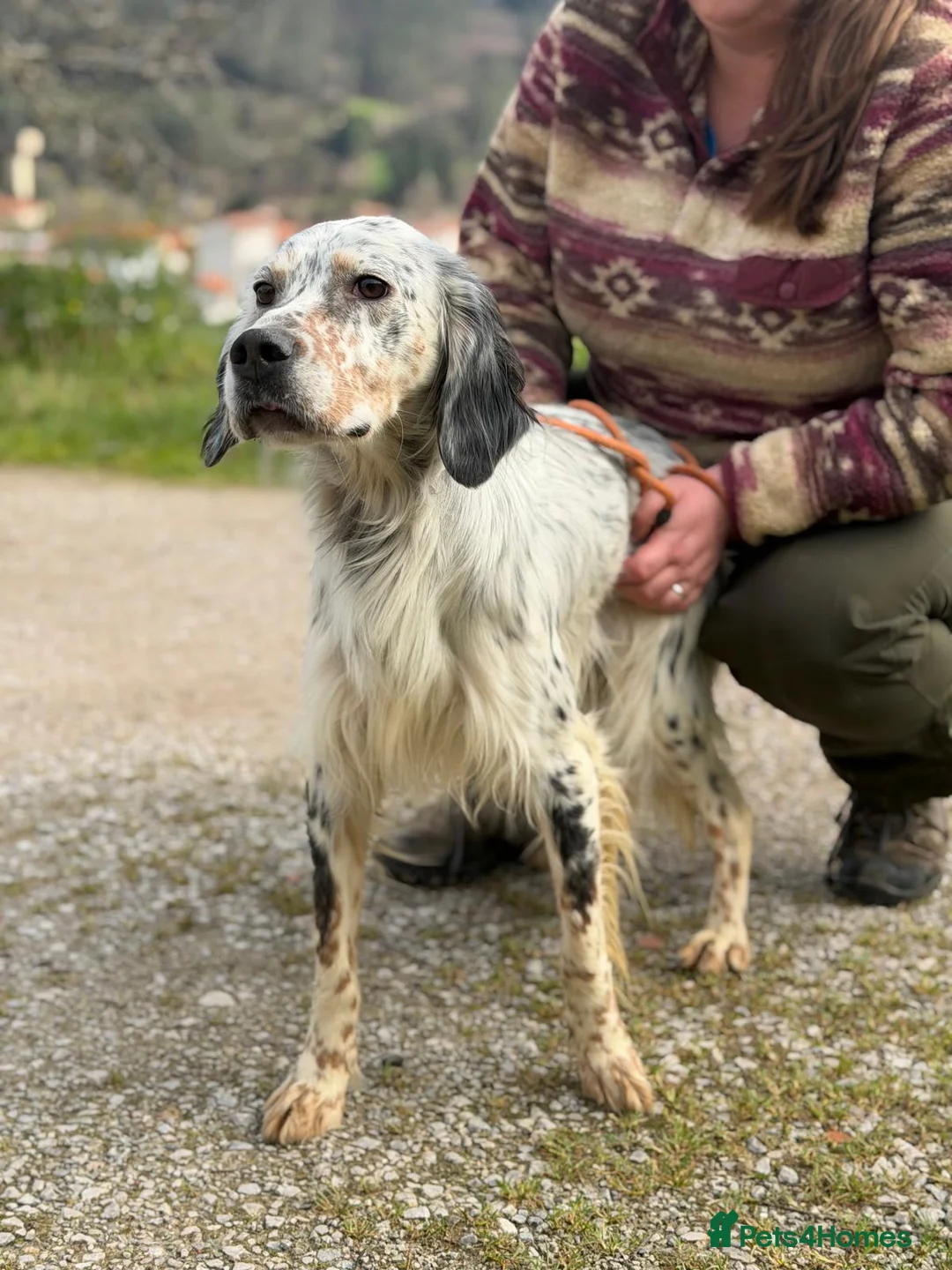 English Setter dogs for adoption: Oreka - Advert 2