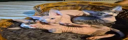 Sphynx cats for sale:  sphynx kitten  1 female available October 13th  - Advert 1