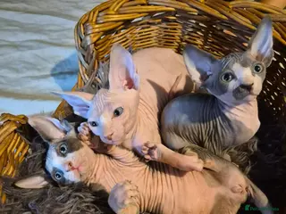 Sphynx cats sphynx kitten 1 male 1 female available October - Advert 1