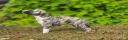 Whippet dogs for sale: Pedigree bred show whippets  - Advert 12