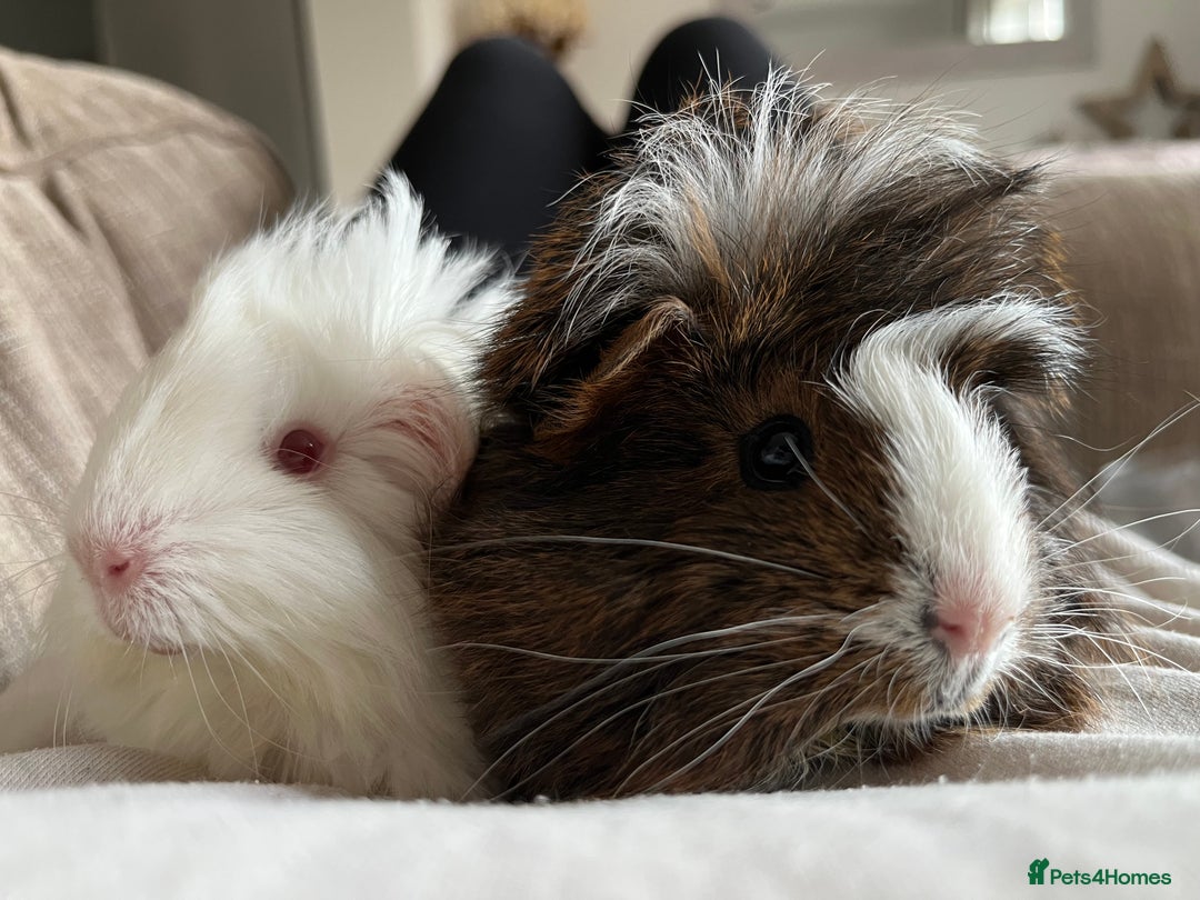 Guinea Pig rodents for sale: 2 Bonded Male Guinea Pigs  - Image 6