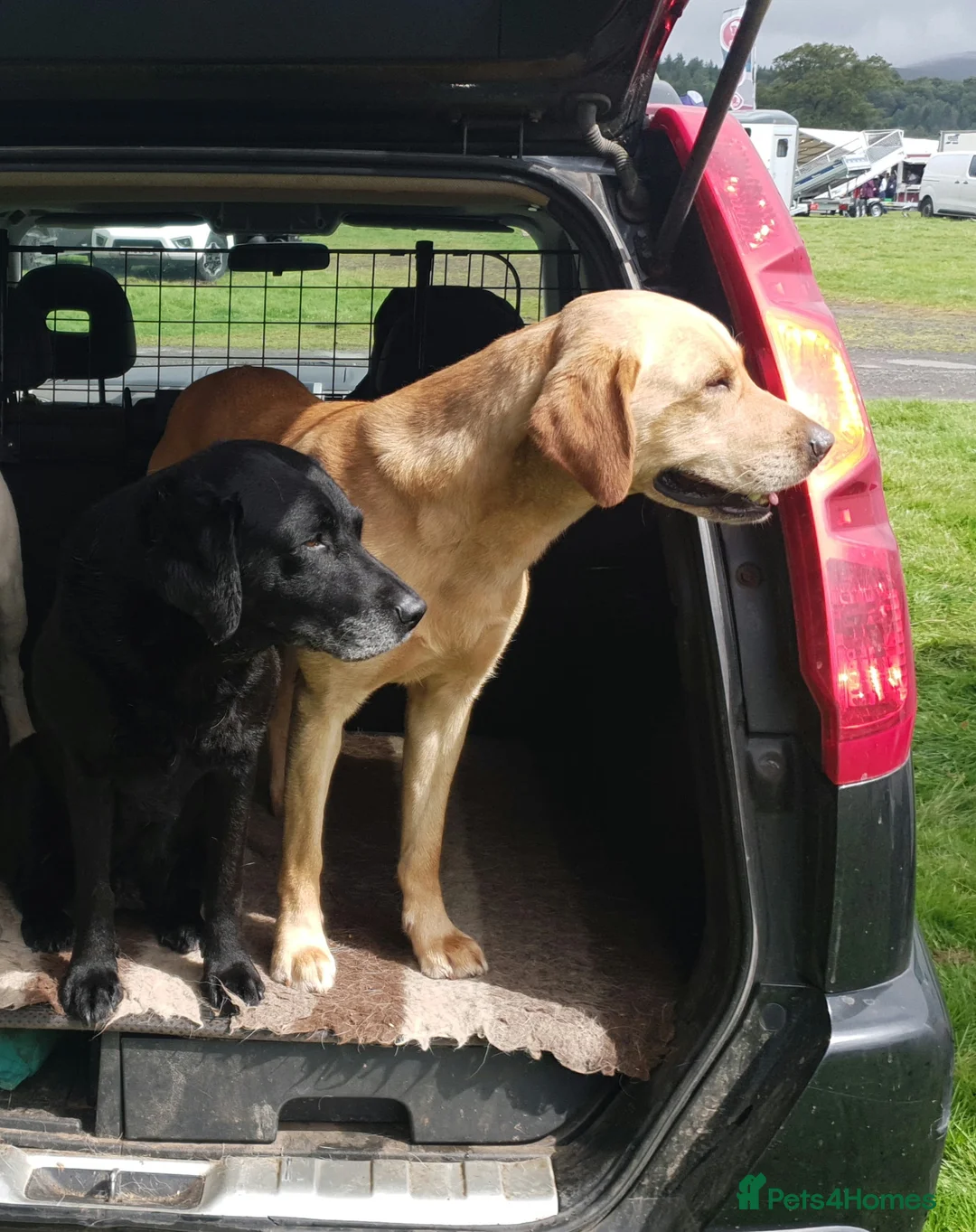 Labrador Retriever dogs for stud: LABRADOR STUD FTW SCARRABUS VANGUARD  in Kilmarnock - Advert 4