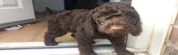 Cockapoo dogs for sale: Last stunning f2b Chocolate cockapoo boy - Advert 5