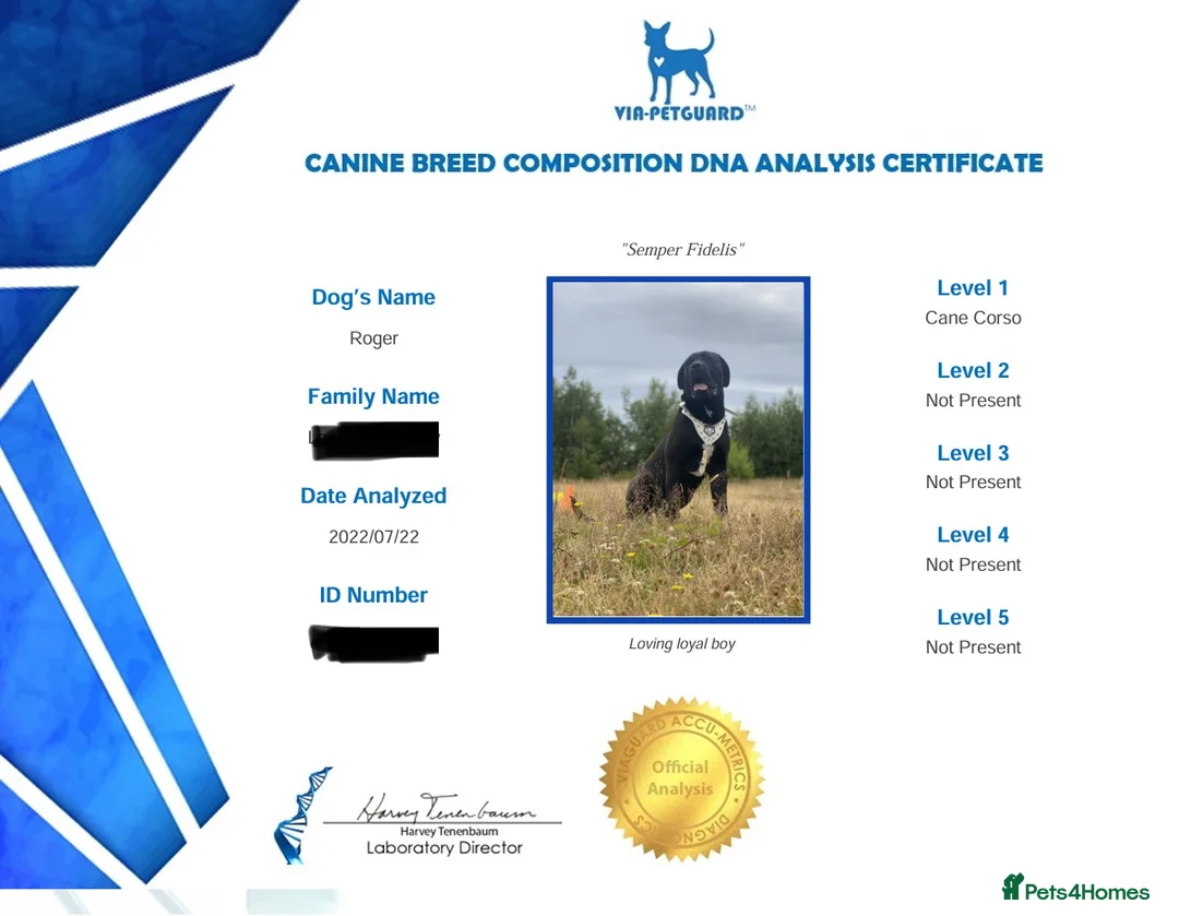 Cane Corso dogs for stud: Roger in Colchester - Advert 18