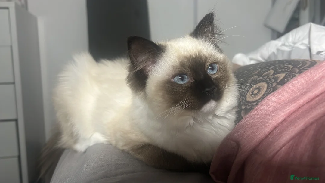 Ragdoll cats for sale: 7 months Ragdoll Kitten  - Advert 2