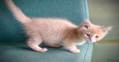 Maine Coon cats - Advert 5