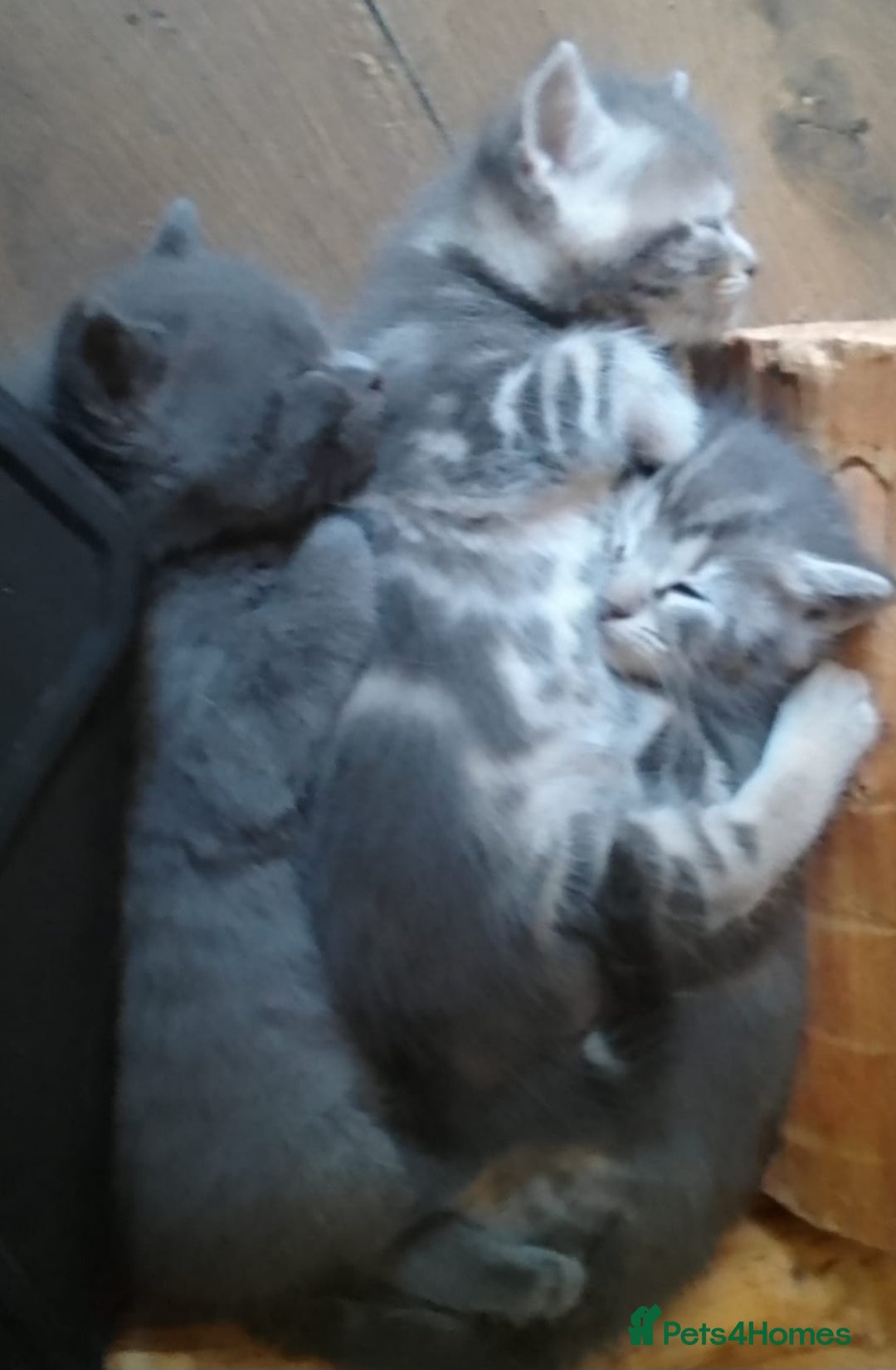 Mixed Breed cats for sale: UNIQUE SILVER/BLUE BENGAL X RUSSIAN BLUE KITTENS  - Image 34