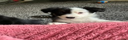 Border Collie dogs for sale: Border Collie  - Advert 2
