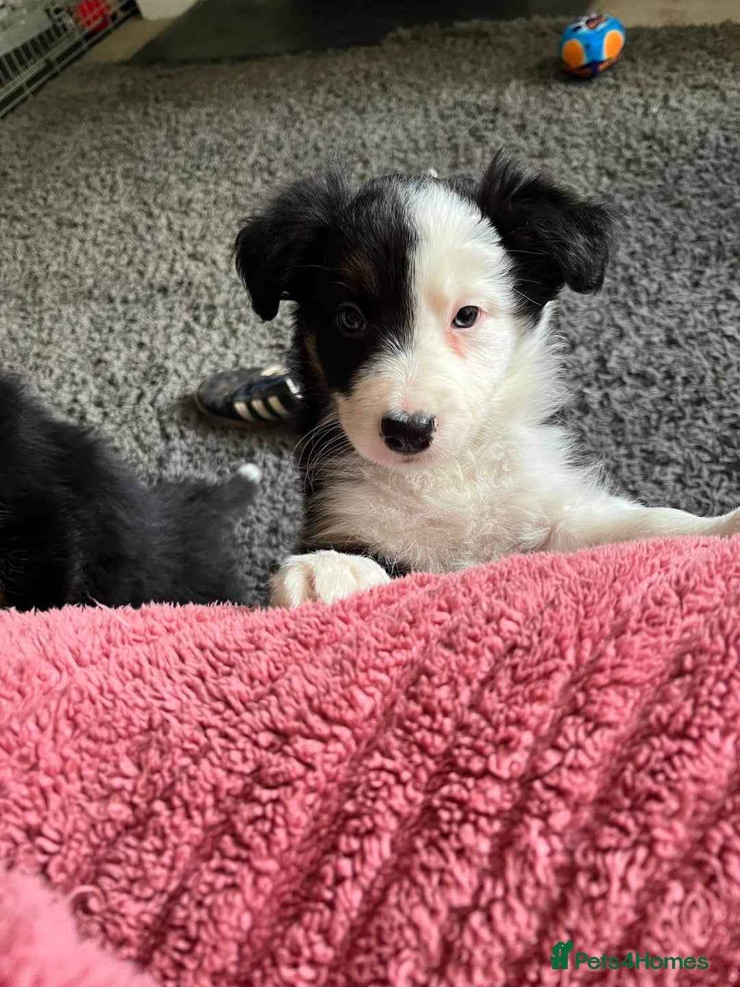 Border Collie dogs for sale: Border Collie  - Advert 2