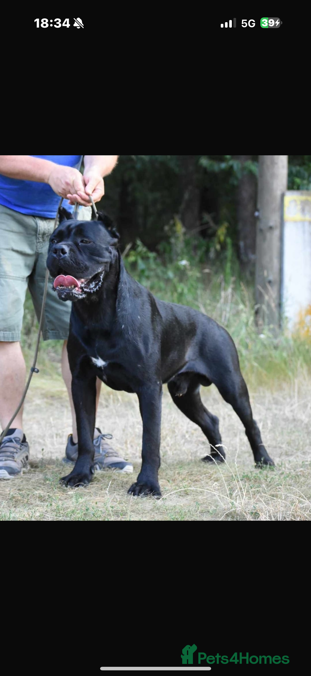Cane Corso dogs for sale: 10 months old Male Cane Corso Import  - Advert 4