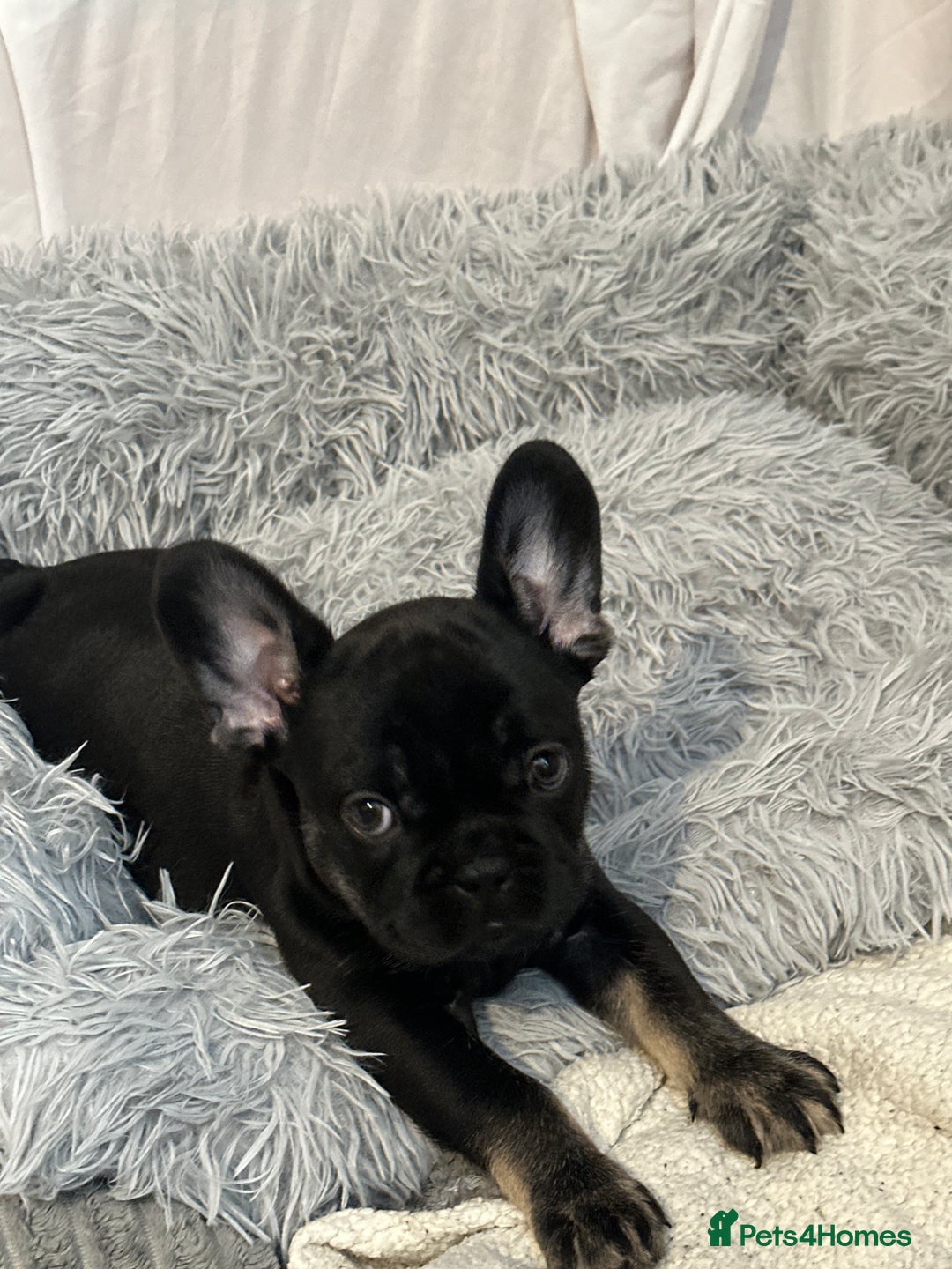 French Bulldog dogs for sale: french bulldog puppys (1 stunning boy left) - Advert 19