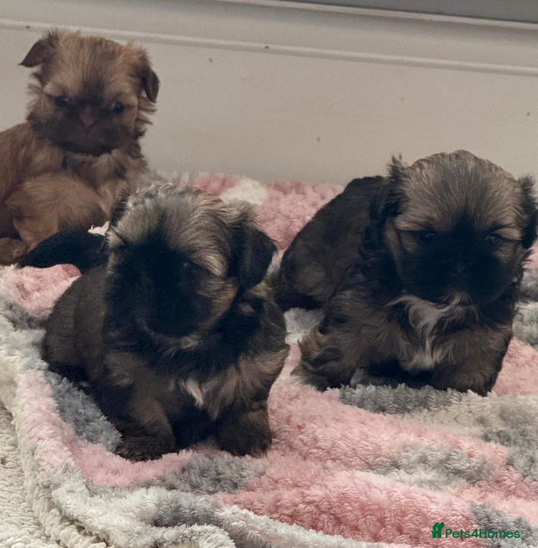 Shih Tzu dogs for sale: Pedigree imperial Shih Tzu puppies  - Advert 16