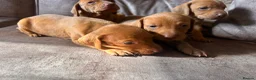 Hungarian Vizsla dogs for sale: Hungarian viszla puppies  - Advert 14