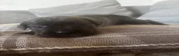 Cane Corso dogs for sale: 11 beautiful Cane Corso puppies Availabe - Advert 8