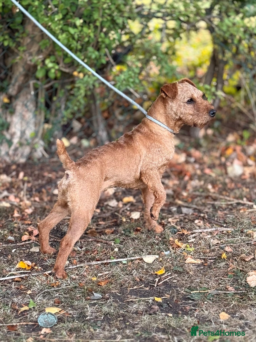 Lakeland Terrier dogs for sale: Quality Lakeland terrier looking for new home  - Image 8