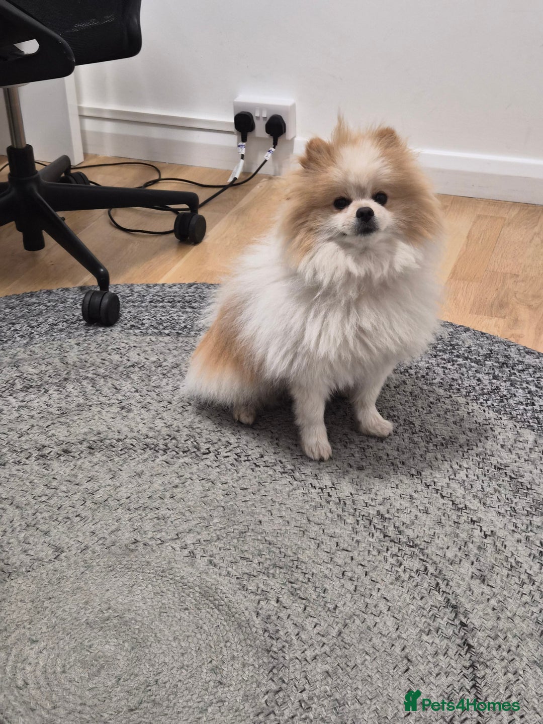 Pomeranian dogs for stud: Beautiful Parti Pom for stud - Advert 3